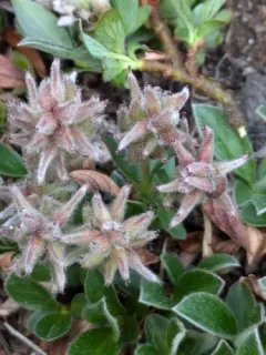 Cascade Willow thumbnail 4