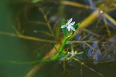 water howellia thumbnail 2