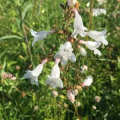 foxglove beardtongue thumbnail 4
