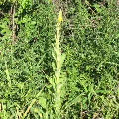 great mullein thumbnail 4