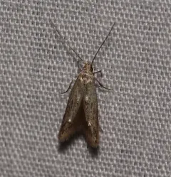 Blastodacna bicristatella thumbnail 2