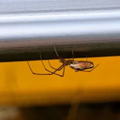 Common Stretch Spider thumbnail 4