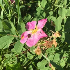 prairie rose thumbnail 2