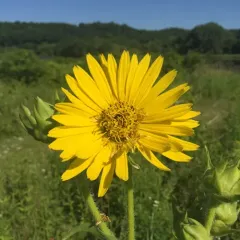 compass plant thumbnail 3