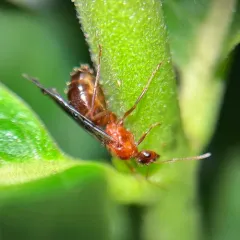 Variable Field Ant thumbnail 3