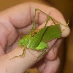 Oblong-winged Katydid thumbnail 4