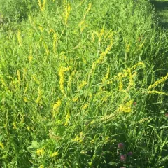 Yellow Sweetclover thumbnail 4