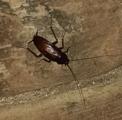 Oriental Cockroach thumbnail 4
