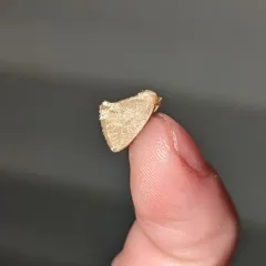 Red-crossed Button Slug Moth thumbnail 3