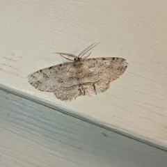 Canadian Melanolophia Moth thumbnail 3