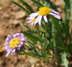 Eaton's Fleabane thumbnail 2