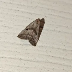 Broken-lined Hypenodes Moth thumbnail 4