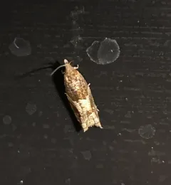 Holly Tortrix thumbnail 3