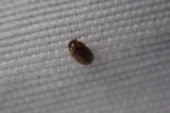 Mesocoelopus collaris thumbnail 3