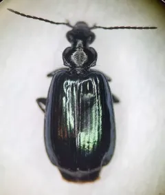Lebia perita thumbnail 2