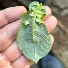 Willow leaf gall midge thumbnail 4