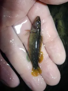 Spotted Darter thumbnail 3