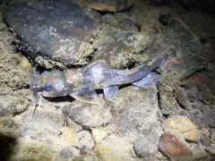 Northern Madtom thumbnail 4