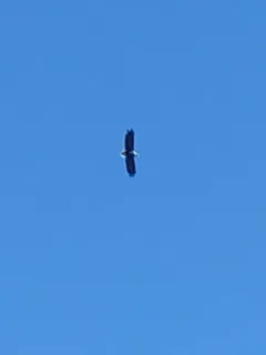 White-tailed Eagle thumbnail 4