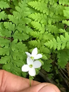 white cuckoo bitter-cress thumbnail 3