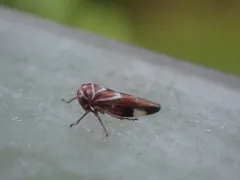 Balcanocerus fitchi thumbnail 3