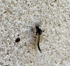 Stictochironomus devinctus thumbnail 4