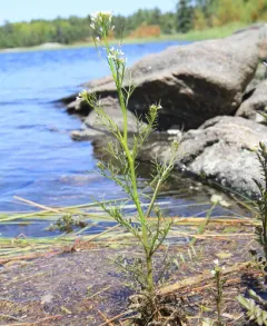 Sand Bittercress thumbnail 3