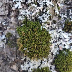Ulota crispula thumbnail 3