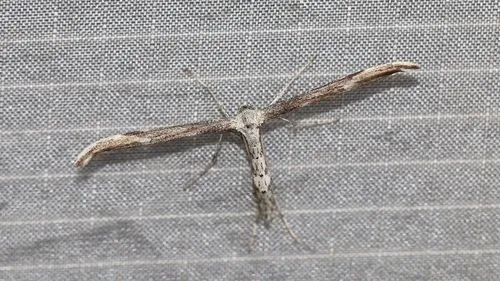 Rogenhofer's Plume Moth
