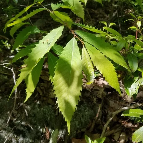 American chestnut