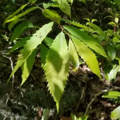 American chestnut thumbnail 1