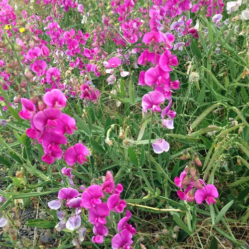 broad-leaved sweet pea