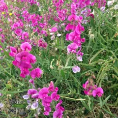 broad-leaved sweet pea thumbnail 1