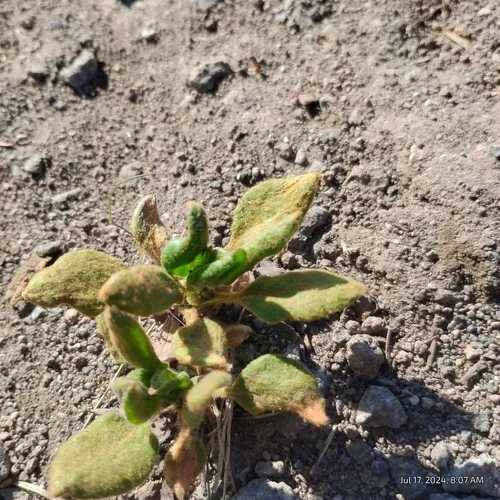 Pyrola-leaf Buckwheat