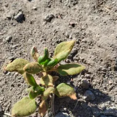Pyrola-leaf Buckwheat thumbnail 1