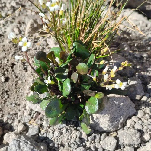 alpine bittercress