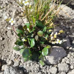 alpine bittercress thumbnail 1