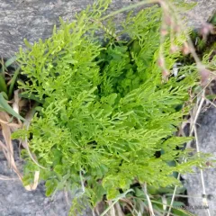 Cascade parsley fern thumbnail 3