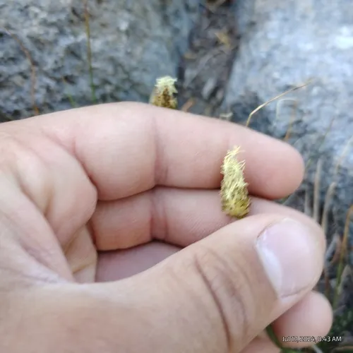 Brewer's sedge