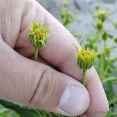 spearleaf arnica thumbnail 2
