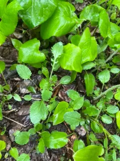Isle Royale Ragwort thumbnail 1