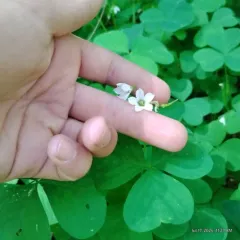 trilliumleaf woodsorrel thumbnail 2