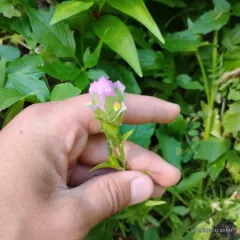 mountain owl's clover thumbnail 2