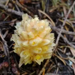 Fringed Pinesap thumbnail 1