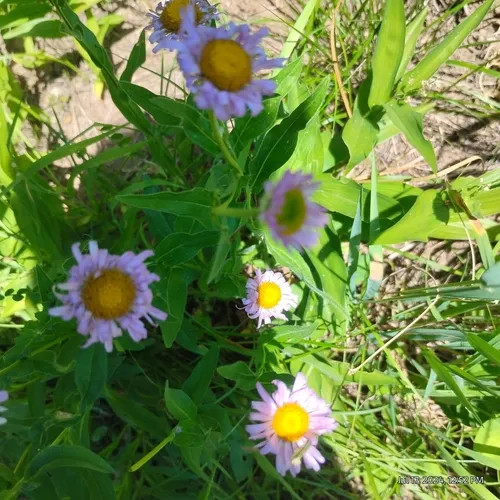 Alice Eastwood's fleabane