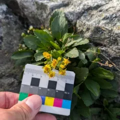 Cutler's goldenrod thumbnail 3