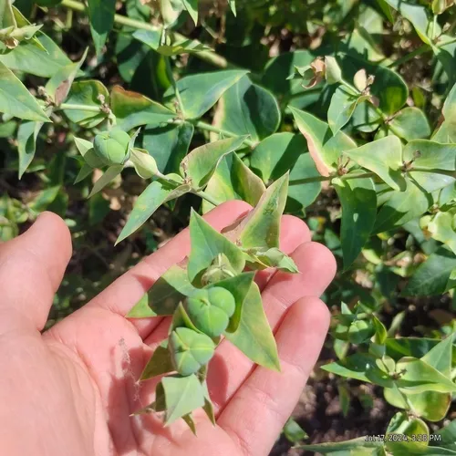 caper spurge