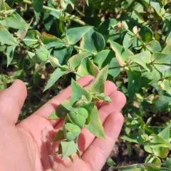 caper spurge thumbnail 1