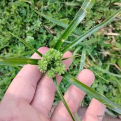 tall flatsedge thumbnail 2