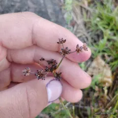 Jointed rush thumbnail 1